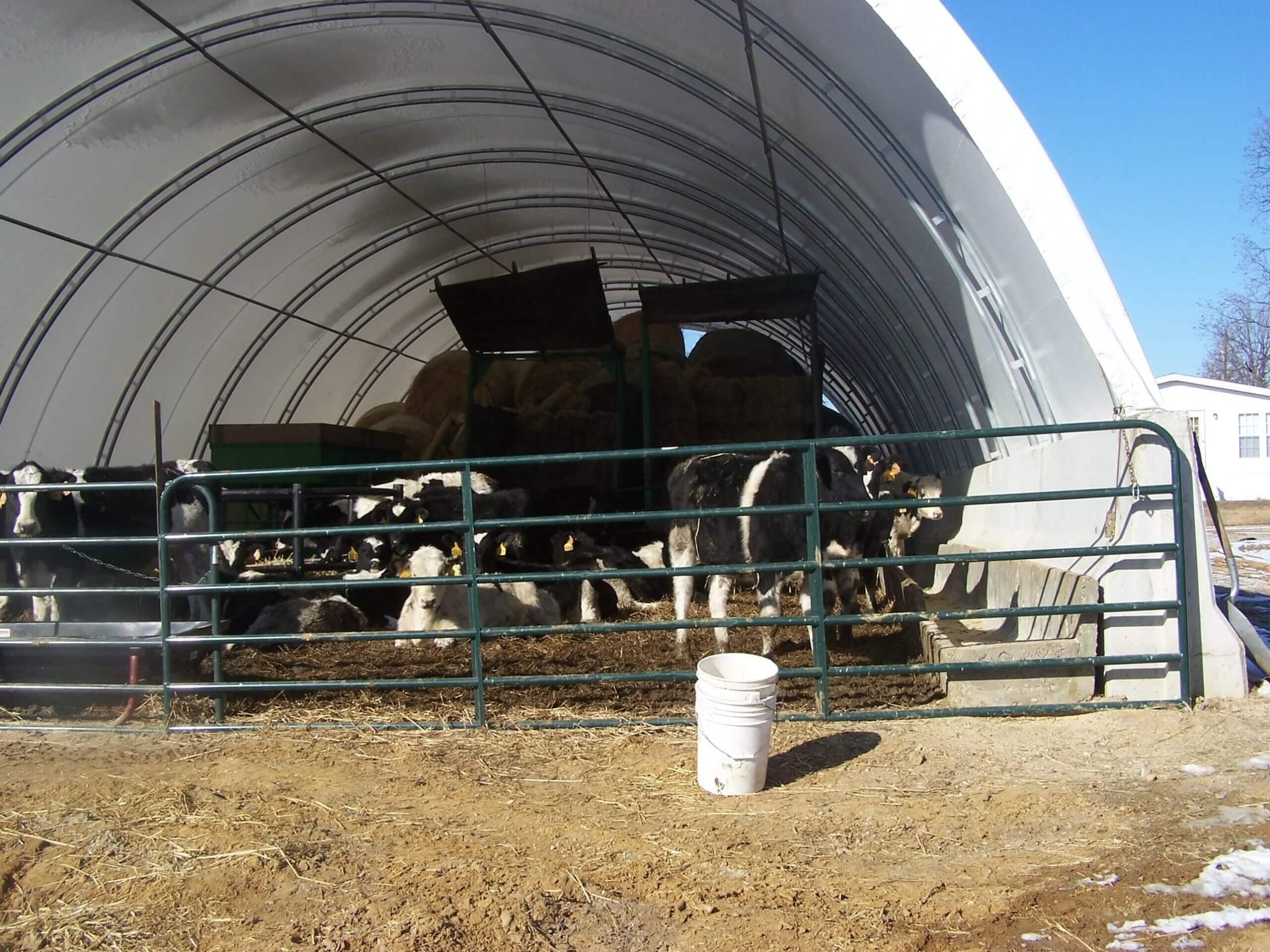 specialty-structures-quickcover-0-photo-cattle1